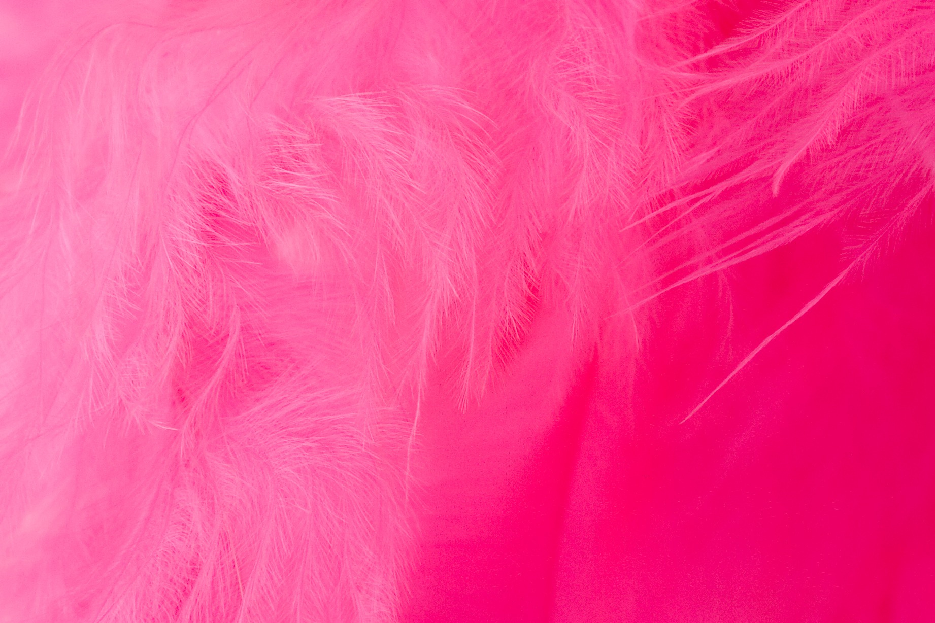 Soft Feathers on Pink Fabric